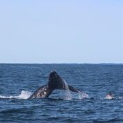 Whale-breeching