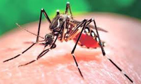 Zika-mosquito-1