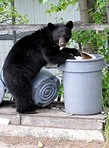bear-in-trash