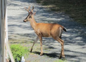 This is a happy, safe deer. Photo taken in Sooke 2016 by West Shore Voice News.