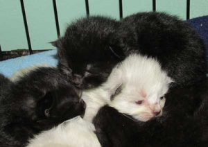 SAFARS-kittensforADoption-pic6-Aug2106-web