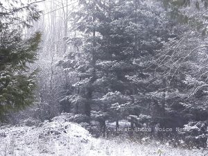 082556_snowyforest-Feb0617-WestShoreVOICENews-web