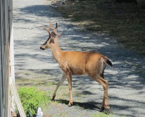 8282-deer-on-driveway