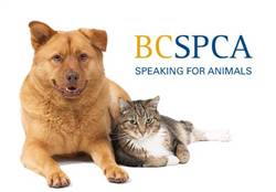 SPCA_-_Speaking_for_Animals