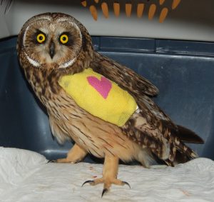 owl-w-cast