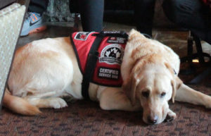 Wounded Warriors, archive dog