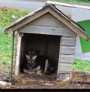 dog, dog house, SAFARS