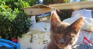 January pet food drive has five drop-off locations feral cat, SAFARS