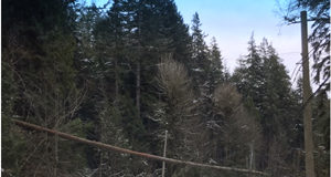 Highway 14 closed west of Sooke due to downed trees Highway 14, road closed, MOTI, Mainroad South Island, Shirley