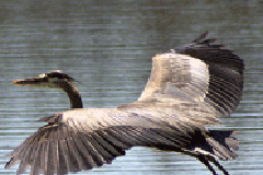 Watching birds at Witty’s Lagoon wildlife, birds, Witty's Lagoon
