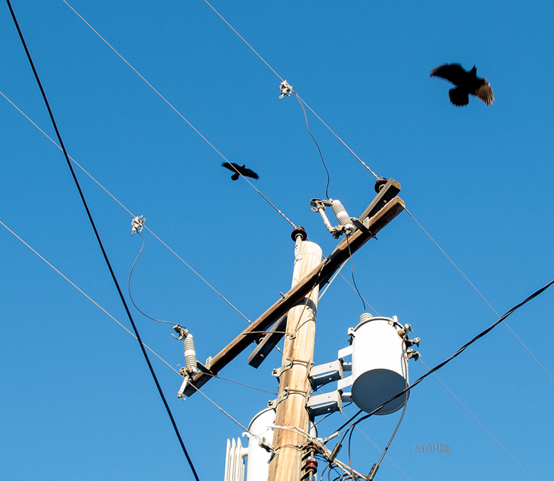 power outages, birds on wire