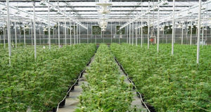 ALC no longer reviewing cannabis production cannabis, agriculture