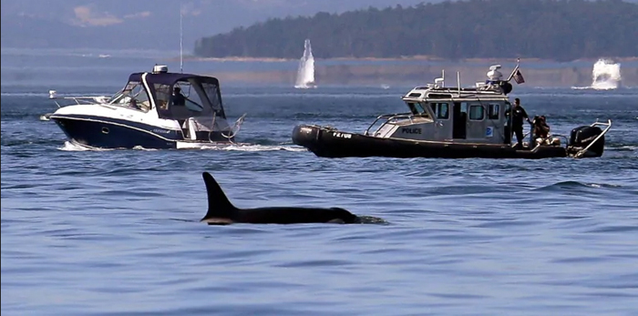 orcas, boats, protection