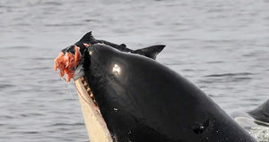 Whales get Garrison’s support in House of Commons orca whale, SRKW