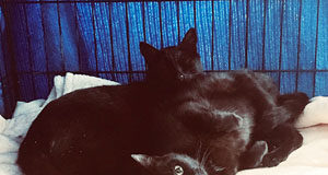 Sooke animal rescue advocate takes a different tack cats, SAFARS,, animal rescue