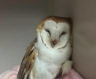 Supports for animal care facilities during COVID-19 animal rescue and rehabilitation, owl