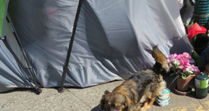 Continued support for pets of people relocated from tent-encampments dog on street, SAFARS