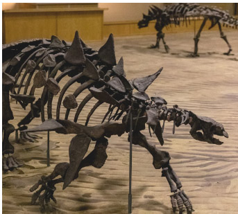 Dinosaur Discovery Gallery in Tumbler Ridge 