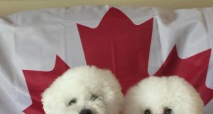 Happy Canada Day 2020 during COVID-19 Bichon Frise, Canada Day