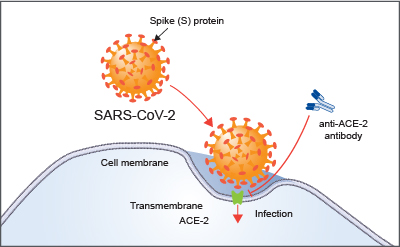 ACE-2 host cell receptor