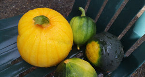 Traditional Sooke Fall Fair postponed to 2021 pumpkin, squash