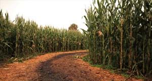 Halloween a chance to jump ship for a night corn maze, Galey Farms, October 2020