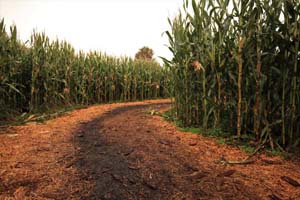 corn maze, Galey Farms, October 2020