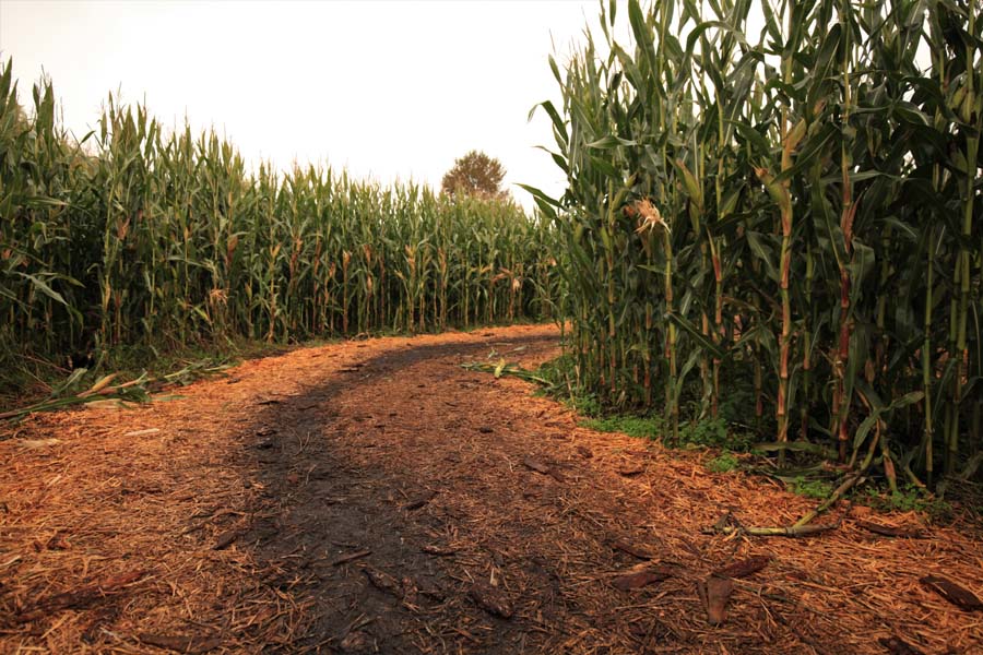 corn maze, Galey Farms