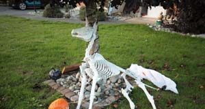 COVID-Halloween creativity at homes around town halloween decorations, yard, Colwood