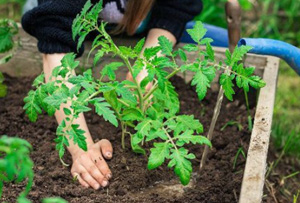 planting, gardening, food supply