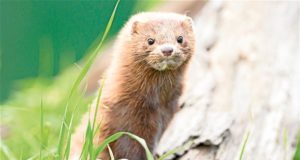BC SPCA calls for immediate moratorium on mink farming