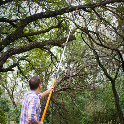 tree trimming, back yard
