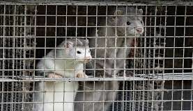 Mink farming curtailed in BC after more test-positive SARS-CoV-2 cases