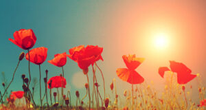 Remembrance Day 2021 carries on during second year of COVID poppies