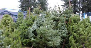 Xmas tree seller finds new supplier, adapts to COVID xmas trees, luxton