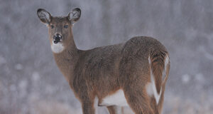 COVID transfer to wildlife confirmed in deer white tailed deer