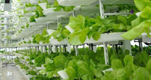 Agritech in Agricultural Land Reserve supports food security vertical farm