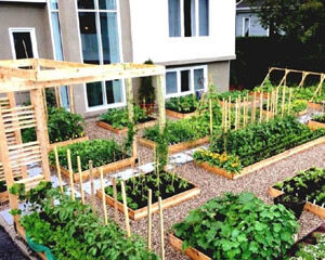 veggie, garden, yard