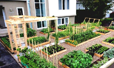 veggie, garden, yard