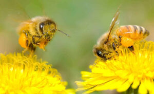 bees, pollination