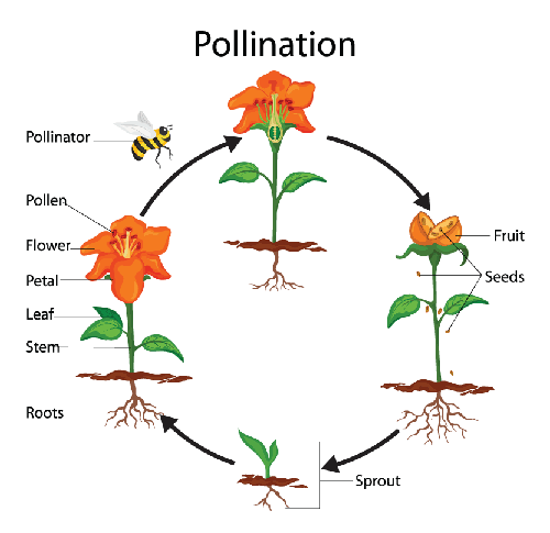 bee, pollination