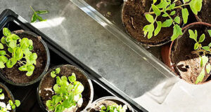 Buckerfield’s adapting to cooler weather for garden-starts veggie starters