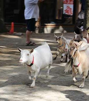 goat stampede, children's farm