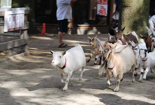 goat stampede, children's farm