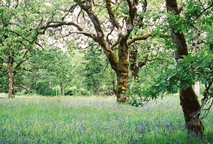 garry oak, meadow