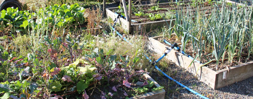 veggies, garden, belmont