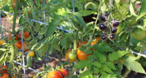 Big yield for inaugural Royal Roads community garden tomatoes, rru