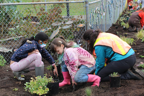 students, millstream, planting