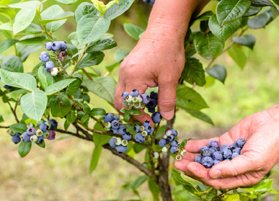 blueberries, worker