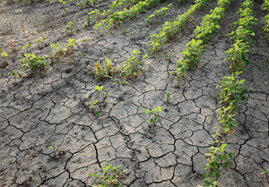 drought, california, farmland